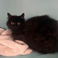 LUNE, chat à adopter