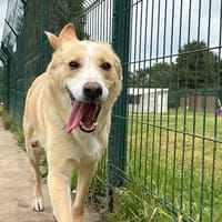 Shaphira, chienne à adopter