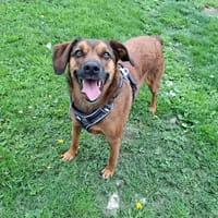 ROZY, chienne à adopter