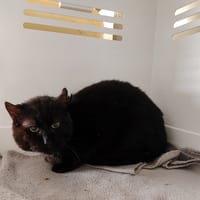 BROWNIE, chat à adopter