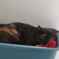 ROCKET, chatte à adopter