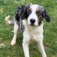 Anubis CAA15249, chien à adopter