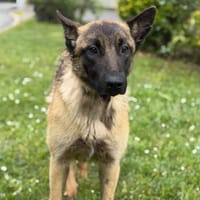 Galéo CAA15246, chien à adopter