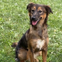 Aby CAA15245, chienne à adopter