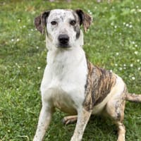Andy CAA15241, chienne à adopter