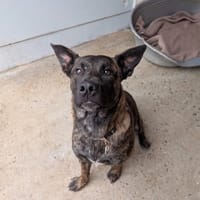 ROTY, chien à adopter