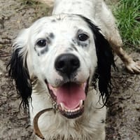 POCKER, chien à adopter