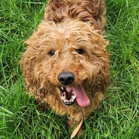 CURLY, chien à adopter