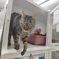 OASIS, chatte à adopter