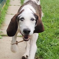 NARO, chien à adopter
