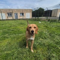 PIPKA, chien à adopter