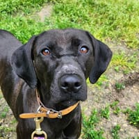 OLEYA, chienne à adopter