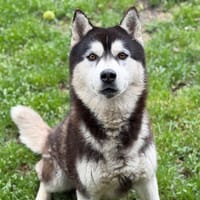Rover CAA15240, chien à adopter