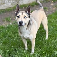 Poopy CAA15234, chienne à adopter