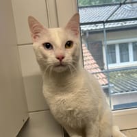 TAO, chat à adopter