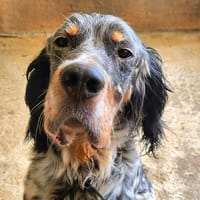 ROUDOUDOU, chien à adopter