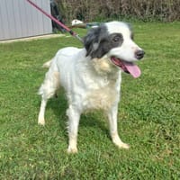 MOLY, chienne à adopter
