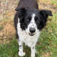 Honnie CAA15232, chienne à adopter