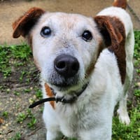 OTCHER, chien à adopter