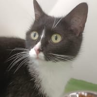 Osaka, chatte à adopter