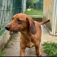 Tara, chienne à adopter
