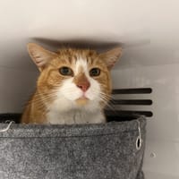SIMBA, chat à adopter