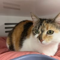 CLOCHETTE, chatte à adopter