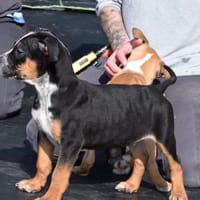 MARCUS, chien à adopter