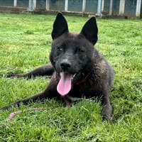 OAA20000 BOWIE, chien à adopter