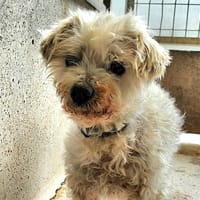 BIBO, chien à adopter