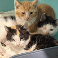 SAKURA, chatte à adopter