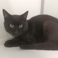 Faro, chat à adopter