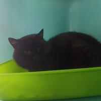 Bourbon, chat à adopter