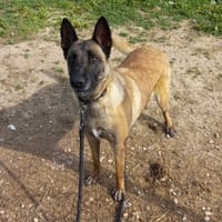 LAIKA, chienne à adopter