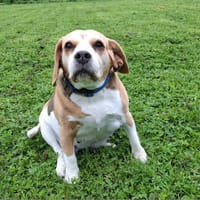MAORIE, chienne à adopter