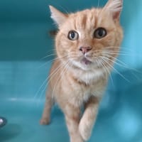 Tamarack, chatte à adopter