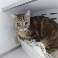 Titi, chat à adopter