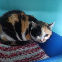 Pupuce, chatte à adopter