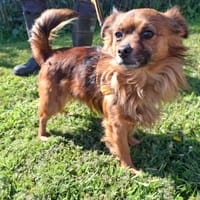 CLIFFORD, chien à adopter