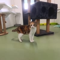 Alaska, chatte à adopter