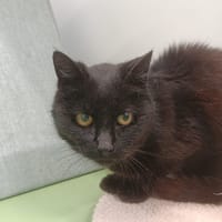 Oasis, chatte à adopter