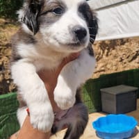 BABINE, chienne à adopter