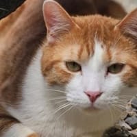 Snow, chat à adopter