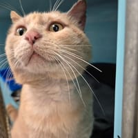 TEMARU QCT, chat à adopter