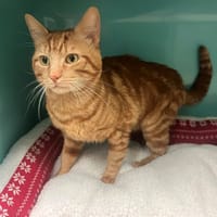 FINLAND PAB28735, chat à adopter