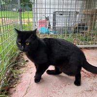 ICELAND PAB28731, chat à adopter