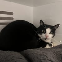 FIGARO, chat à adopter