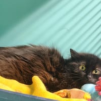 PRÉCIEUSE (bloquée), chatte à adopter