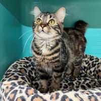 ITALIA PAB28733, chatte à adopter