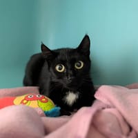 AURY, chatte à adopter